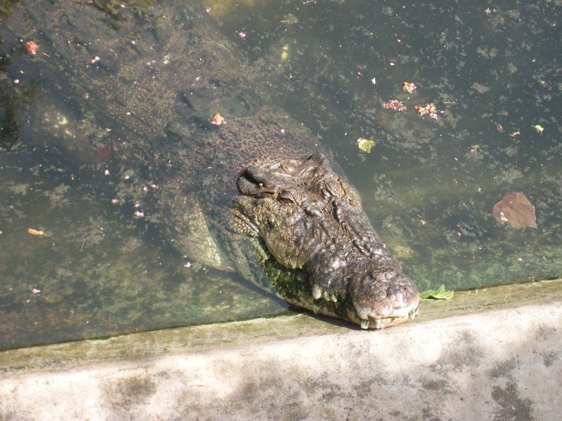 BIG croc