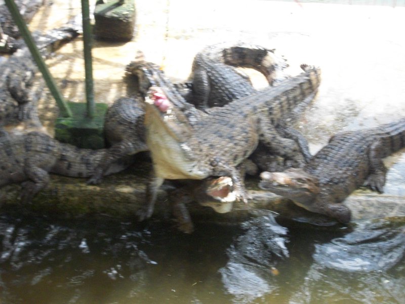 Eating croc