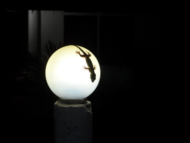 Moon Gecko