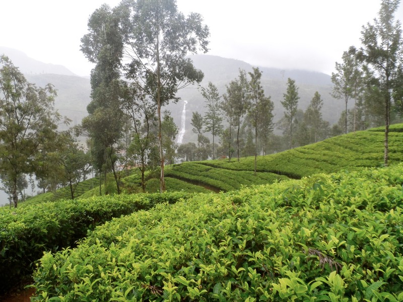 Tea Plantations