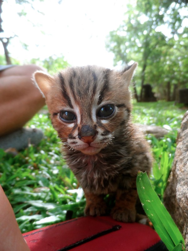 A baby Fishing Cat 