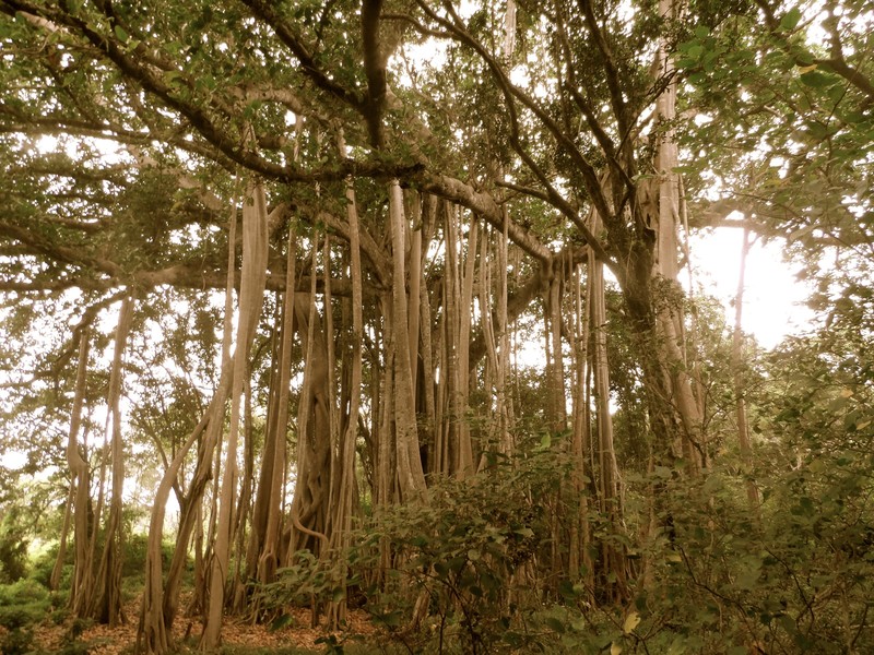 One of the many Banyan Trees