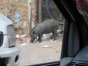 Wildlife on the roads to Jaipur!