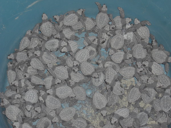 Turtles waiting for release