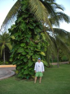 Philodendron growing on palm trees