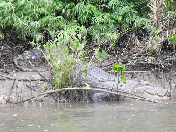 Daintree National Park