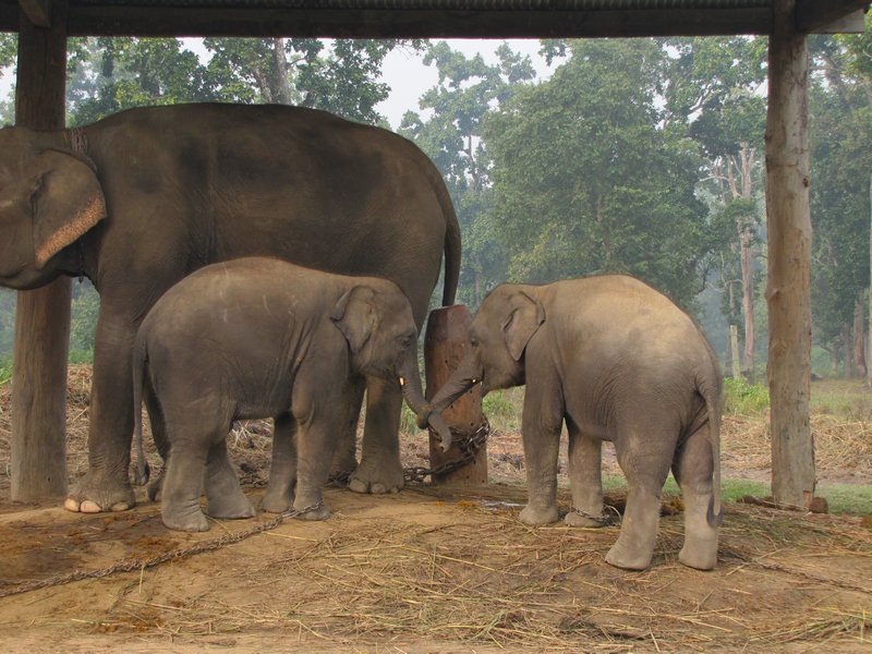 Twin baby boy elephants 