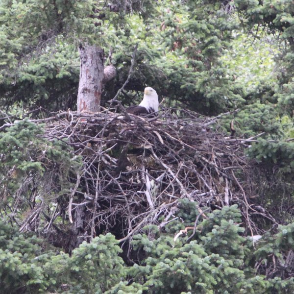 Nesting bald eagle
