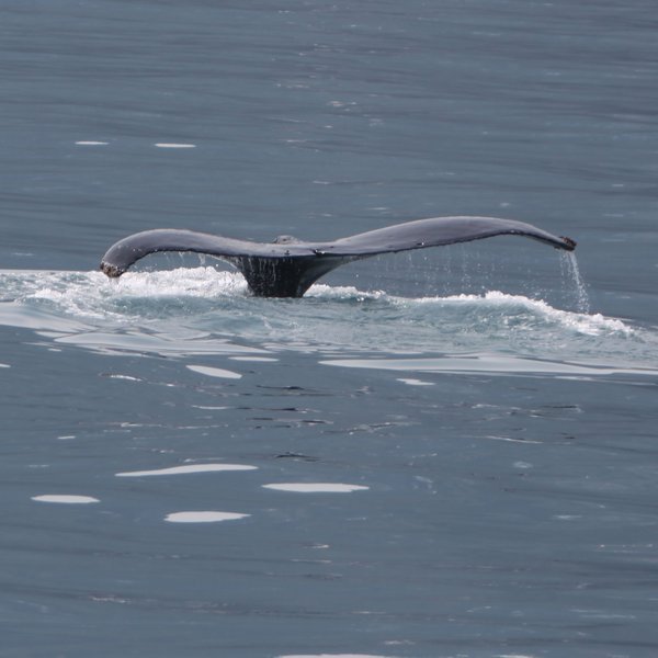 A Whale's Tail