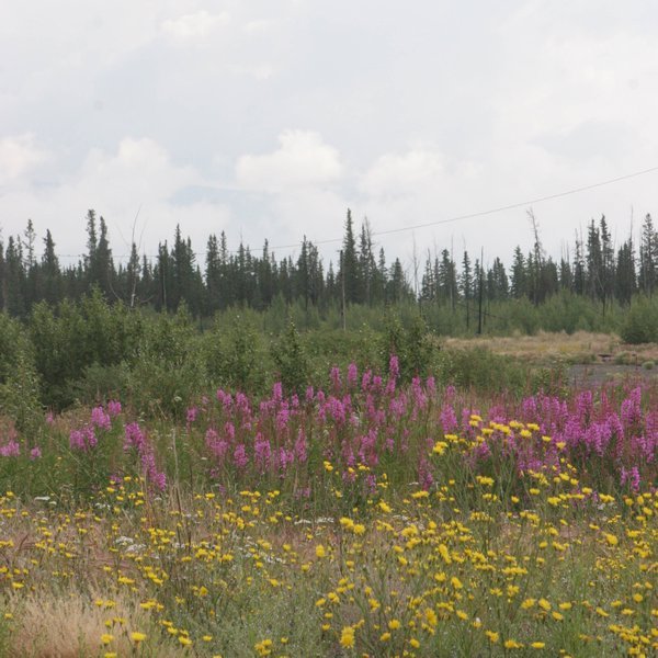 Fireweed is cool
