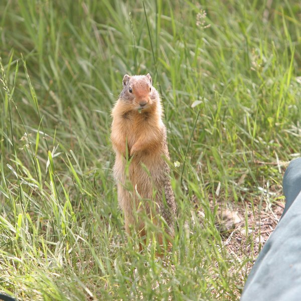 Curious ground squirrel