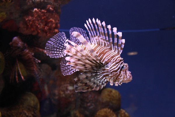 Lionfish look cool