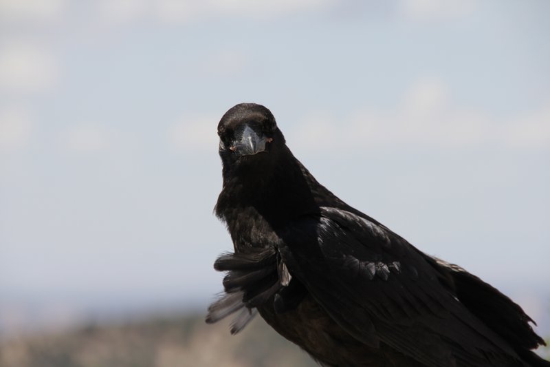 I love Ravens