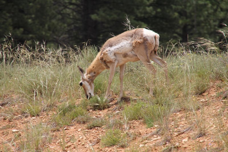 It IS a Pronghorn