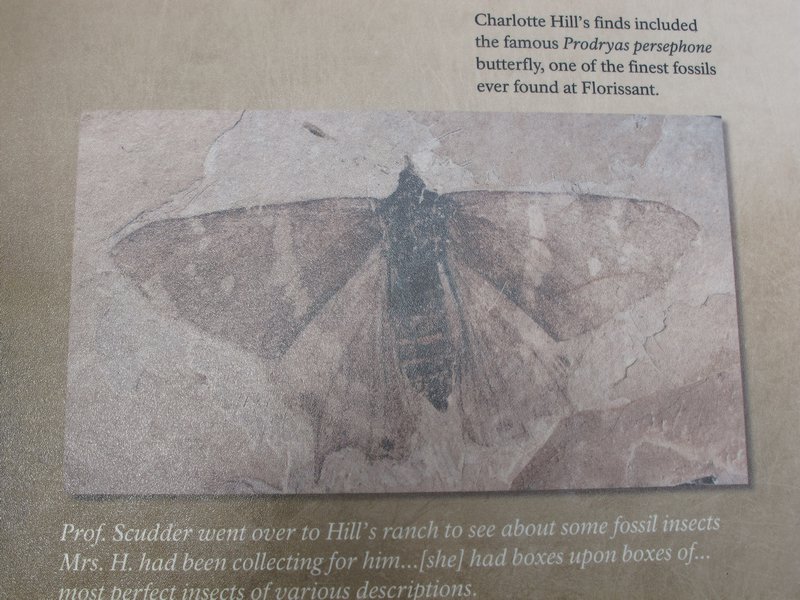 Rare Butterfly Fossil | Photo