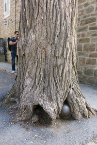 Tree & Cannonball