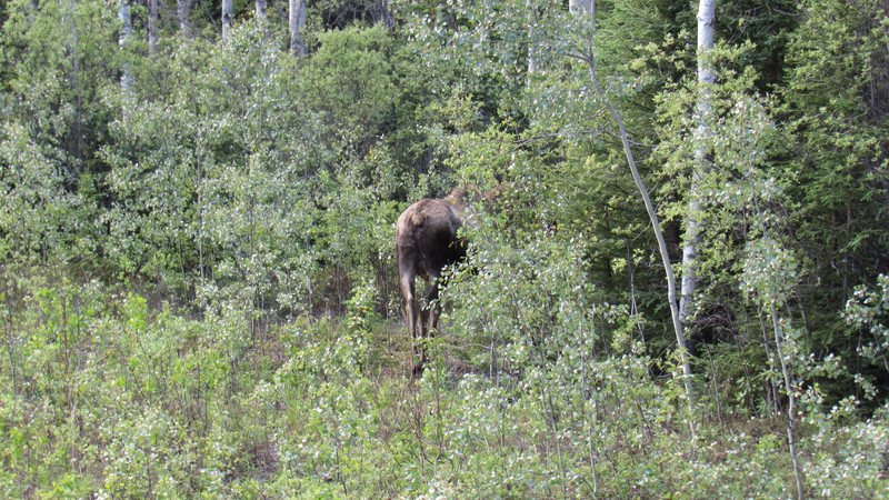 Typical View of a Moose