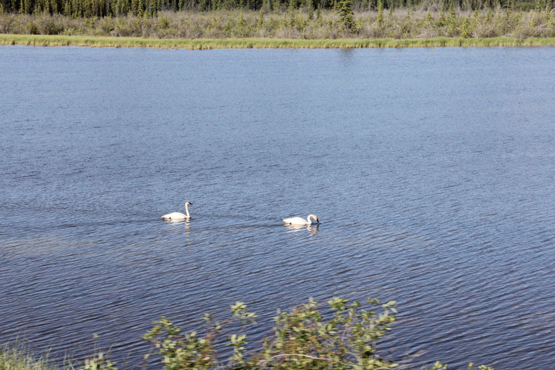 Tundra Swans, Perhaps?