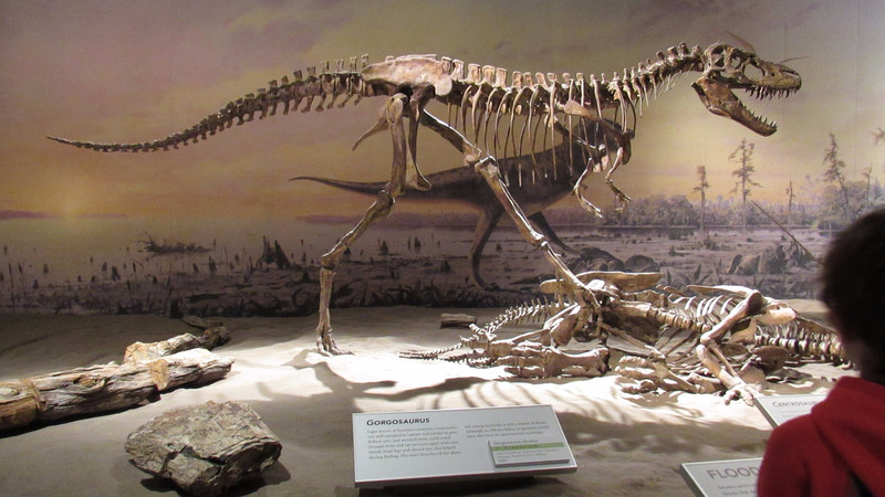 Gorgosaurus libratus