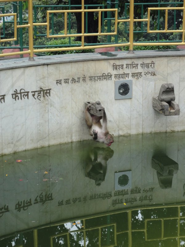 Monkey Tempel
