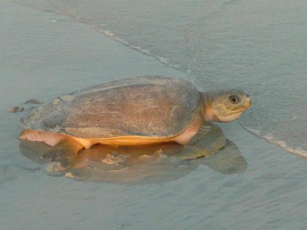 Als het water de schildpad bereikt, komt deze tot leven.