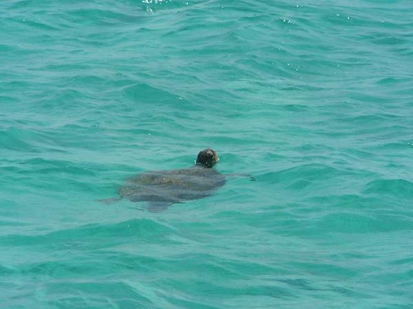 Een groene zeeschildpad komt even boven water kijken.