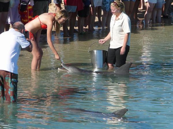 Dat lusten de dolfijnen wel (en de toeristen ook zo te zien).