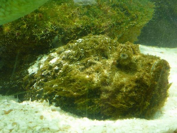 De steen vol mos met ogen is de steenvis, die zonder ogen is een steen.