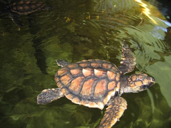 Kleine zeeschildpad die venijnig kan bijten.