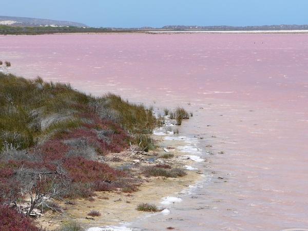 Het 'Pink Lake'.