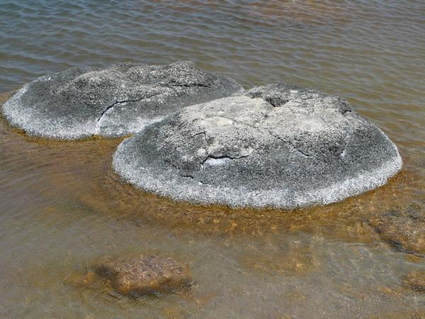 Stromatolieten in Lake Thetis.