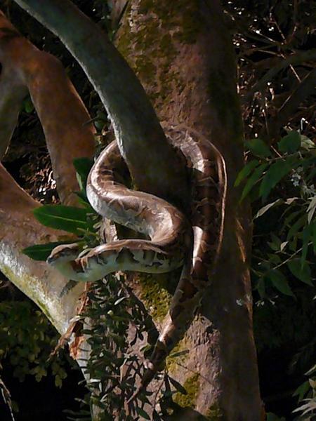 Pythons zijn er nog steeds in de bossen van dit gebied.