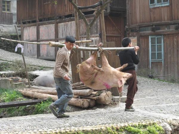 Transport van varken dat het jaar van het varken niet zal halen.