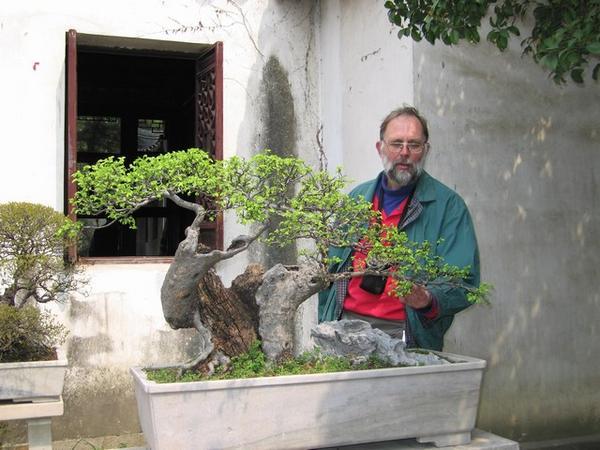 Wim bewondert één van de vele bonsai.