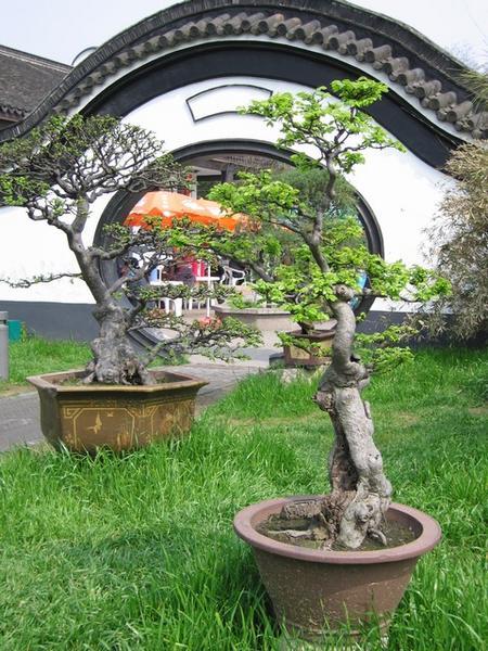 Het park heeft ook nog een leuk hoekje met heel wat bonsai.