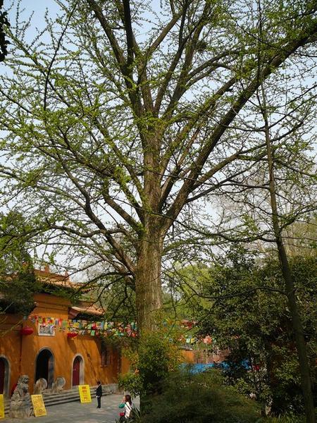 De Linggu tempel in de schaduw van een ginkgo boom.
