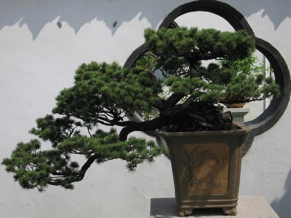 Eén van de vele bonsai in de gelijknamige tuin.