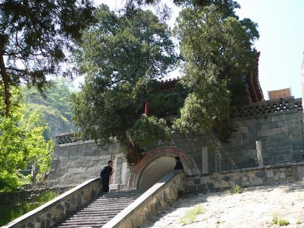 Het Taoisme heeft respect voor de natuur: hier groeien de bomen uit een Taoistisch tempeltje dwars door de toegangspoort.