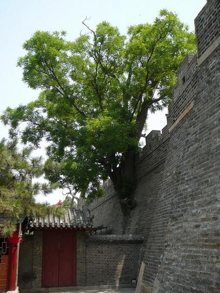 De Dai Miao heeft zoveel groen dat de bomen door de achtermuur heen groeien.