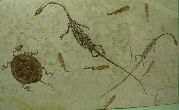  Fossiel van kleine dino ('Draak van Guizhou') en schildpad.