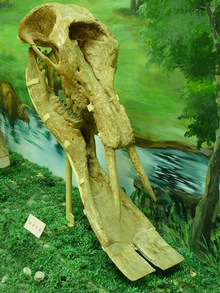 Deel van skelet van Hezhen-olifant.