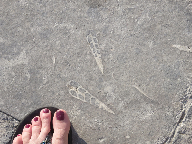 Fossils in the paving stone alon the Promenade in Estoril