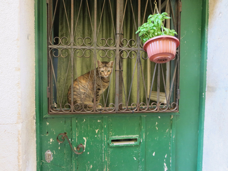 Lisboa cat