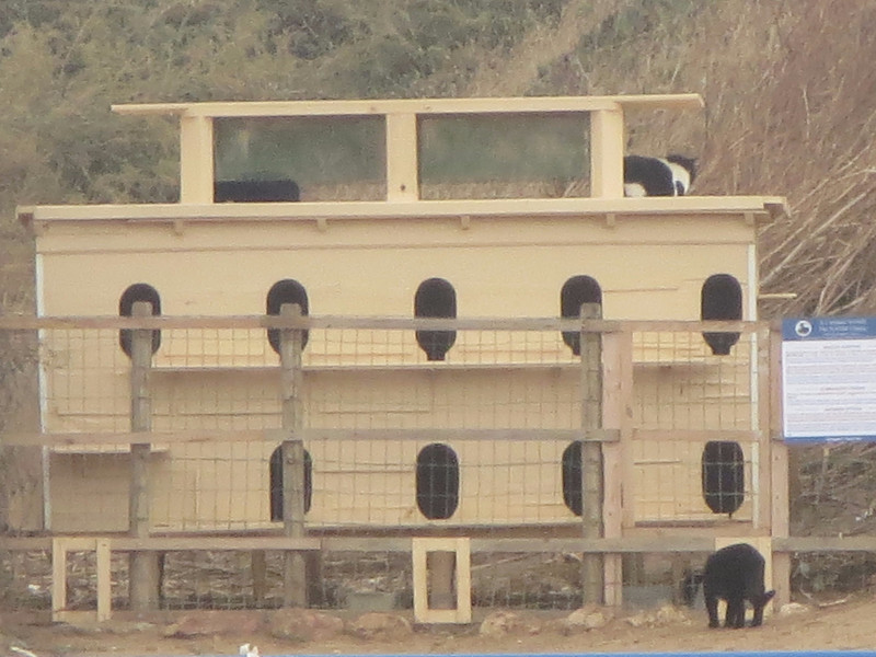 Feral cat condos along the river in Lagos