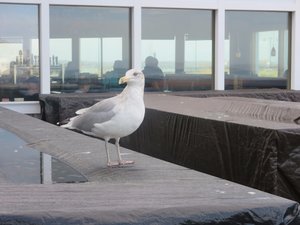 The seagull that stood outside the window for the whole lunch, waiting and hoping...