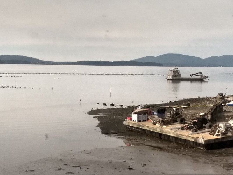 Taylor Shellfish farms from the train