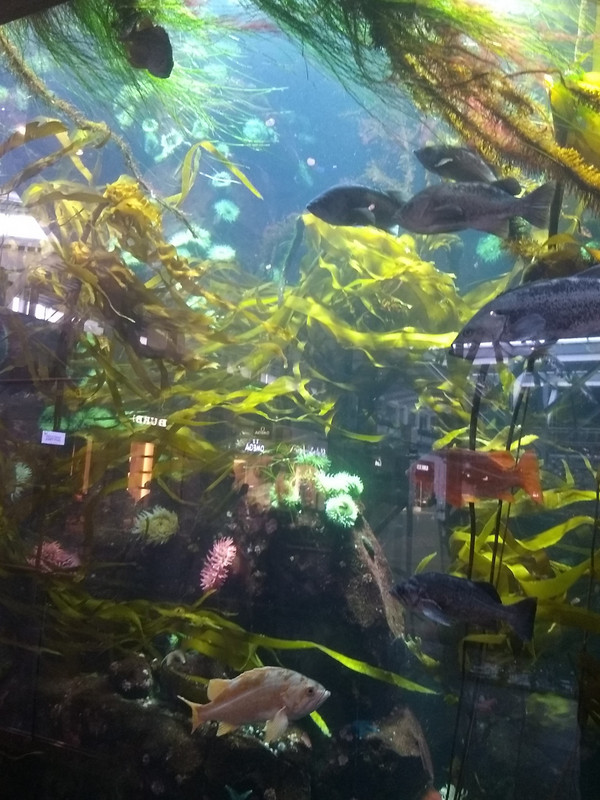 Cool aquarium at the Vancouver airport