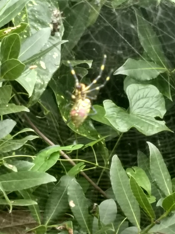 Banana spiders are huge and everywhere!