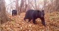 Japanese Black Bear