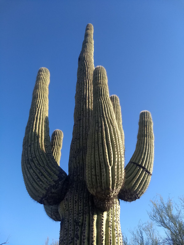 Saguaros don't grow their arms until they are at least 70 years old